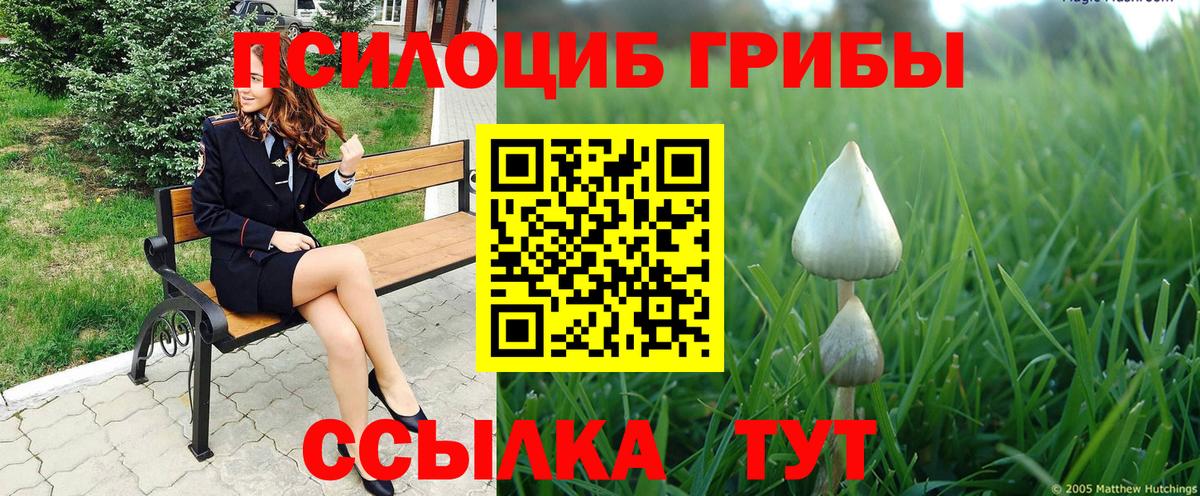 Псилоцибиновые грибы Cubensis Медногорск